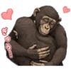 chimp 19