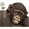 chimp 20