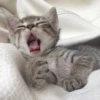 Christian's Cat Pack 25