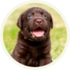 chocolatedog 14