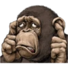 chimp 21