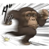 chimp 22