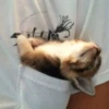 Christian's Cat Pack 26