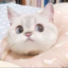 Christian's Cat Pack 27