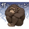 chimp 24