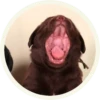 chocolatedog 15