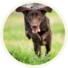 chocolatedog 16