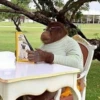 monke 22