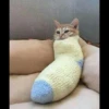 Christian's Cat Pack 28