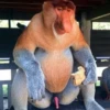 monke 23