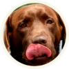 chocolatedog 17