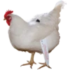 ChicksWithKnives 6