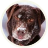 chocolatedog 18