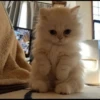 Christian's Cat Pack 29