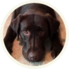 chocolatedog 19