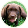 chocolatedog 20