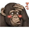 chimp 27