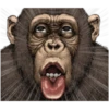 chimp 28
