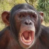 monke 28