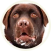 chocolatedog 21