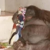 monke 30