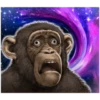 chimp 30