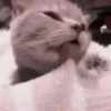 cats 2 ۫ 5