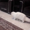 cat my love 5