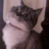 cats 2 ۫ 6