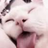 cats 2 ۫ 7