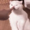 cats 2 ۫ 8