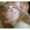cats 6