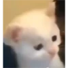 cats 8