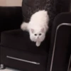 cat my love 6