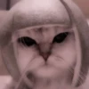 cats 2 ۫ 11