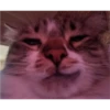 cats 9
