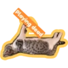 Kitty Schmity 6
