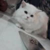 cat my love 7