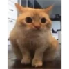 cats 10