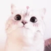 cats 2 ۫ 12