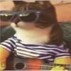 cats 11