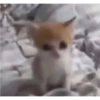cats 12