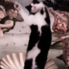 cats 2 ۫ 14