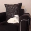 cat my love 8