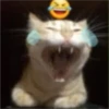 cats 14
