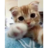 cats 15