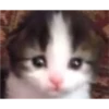cats 16