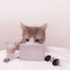 cats 2 ۫ 17