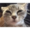 cats 17