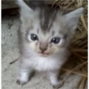 cats 18